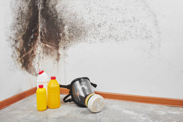 Best Insurance-Related Mold Remediation in Cutlerville, MI