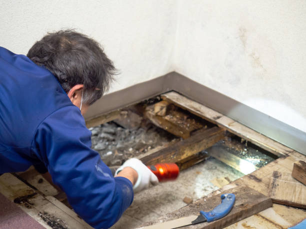 Best HVAC Mold Remediation in Cutlerville, MI