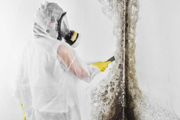 Professional Mold Remediation in Cutlerville, MI