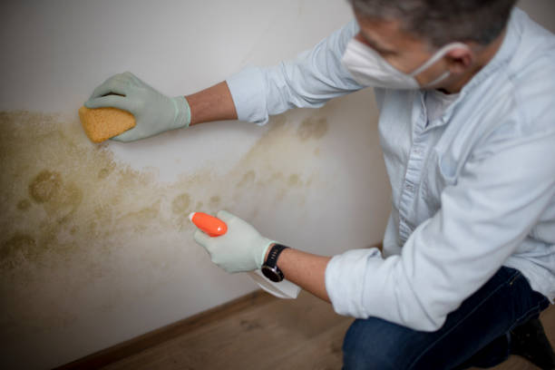 Best Basement Mold Remediation in Cutlerville, MI