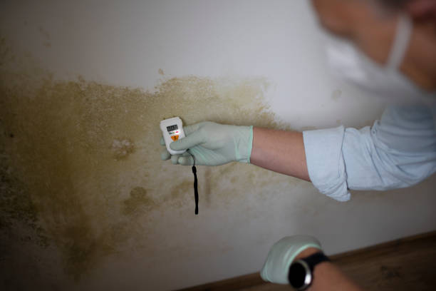 Best Mold Remediation for Specific Building Types in Cutlerville, MI