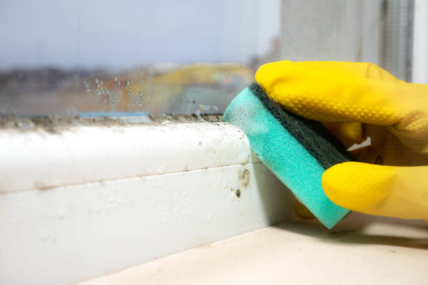 Best Residential Mold Remediation in Cutlerville, MI