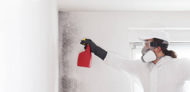 Best Mold Remediation for Schools in Cutlerville, MI