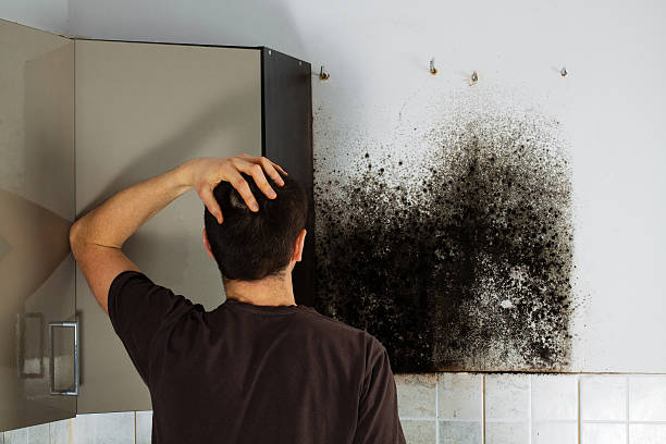 Best Mold Remediation for Schools in Cutlerville, MI