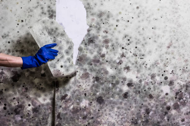 Best Residential Mold Remediation in Cutlerville, MI