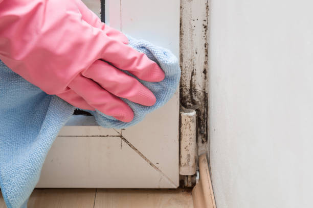 Best DIY Mold Remediation Support Services in Cutlerville, MI